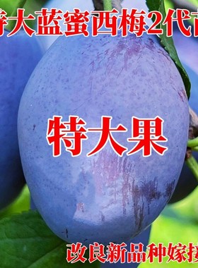 蓝蜜西梅树苗正宗嫁接大果李子果树苗盆栽地栽南北方种植当年结果