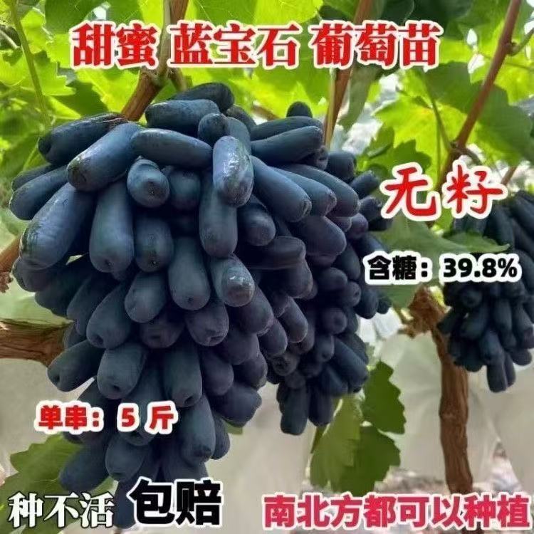 新品种早熟甜蜜蓝宝石葡