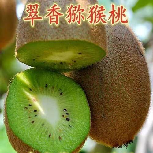 翠香猕猴桃苗南方种植绿心