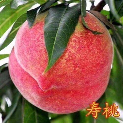 中华大寿桃树苗嫁接新品种