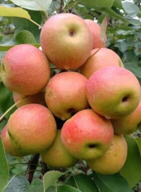 延边苹果梨树苗水果梨树嫁接苗沙梨梨树果苗盆栽地栽当年结果梨子