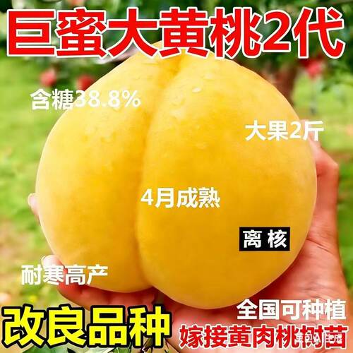 嫁接黄桃树苗巨蜜大黄桃2代早熟盆栽地栽南北方种植阳台庭院