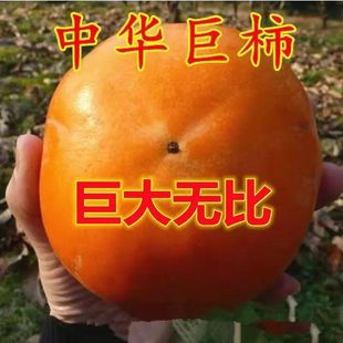 柿子树苗嫁接新品种柿子树盆栽地栽无核脆甜矮化当年结果树苗