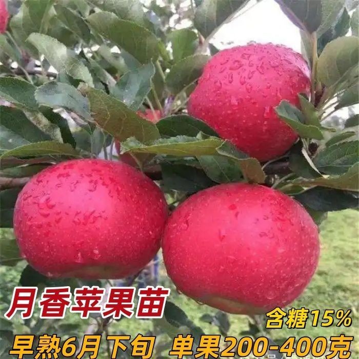 月香苹果树苗矮化早熟苹果树苗盆栽地栽当年结果嫁接新品种苹果苗图片