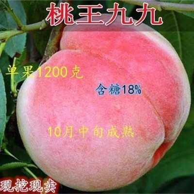 嫁接桃树苗晚熟王九99十月