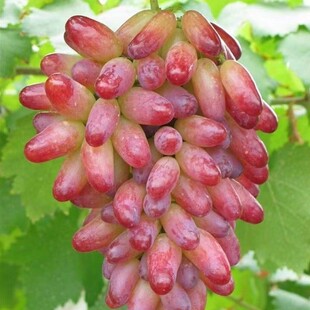 新品种美人指葡萄苗 无籽提子葡萄树苗 果树苗南北方种植当年结果