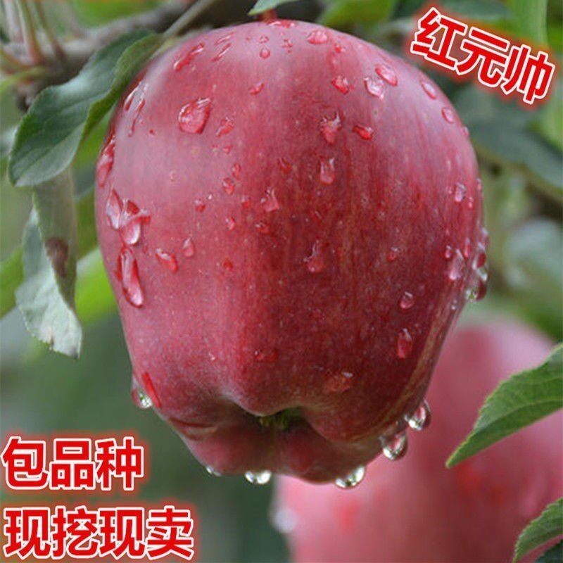 红元帅苹果树苗 果树苗 苹果树苗 盆栽地栽 南北方种植 当年结果