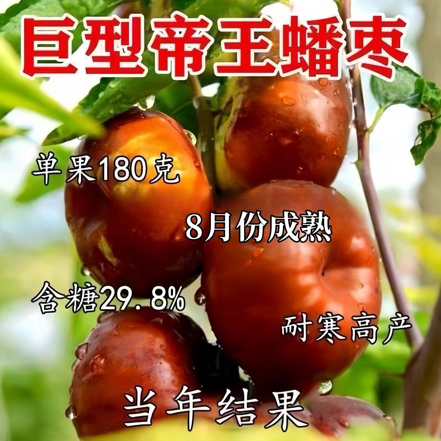 特大果无核龙蟠枣树苗嫁接巨型枣树果苗耐寒南北方种植当年结果