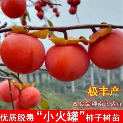 陕西临潼火晶柿子树软甜