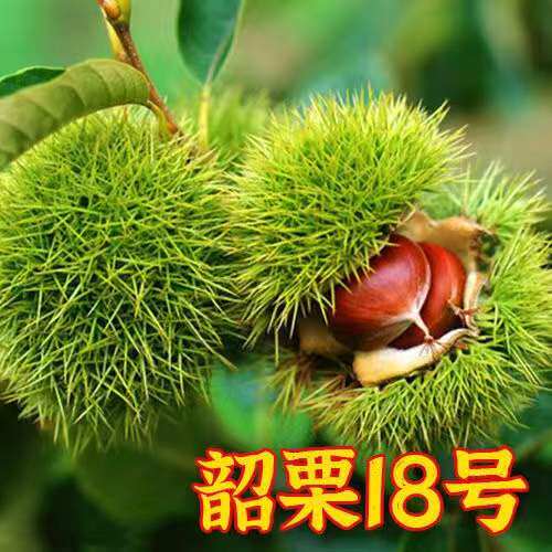 韶栗板树果苗子南方北种植