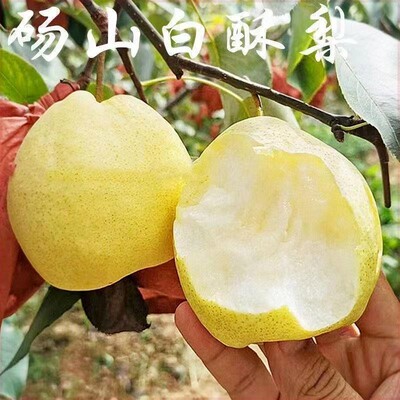 砀山白酥香酥丰水当年结果树苗梨树苗嫁接苗盆栽地栽南方北方种植
