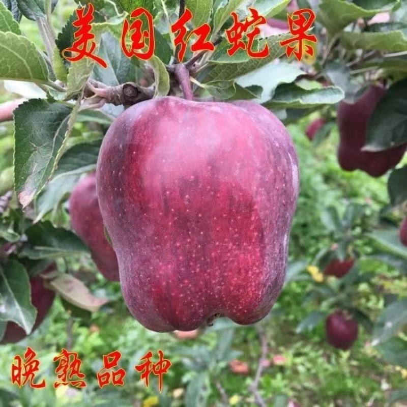 新品种美国蛇果树苗红地
