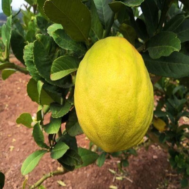 香橼树苗香橼苗香泡树柚子苗南北方种植盆栽地栽果树苗当年结果,农用物资,果树种子/种苗,淘宝优惠券,粉丝福利购,淘宝优惠卷