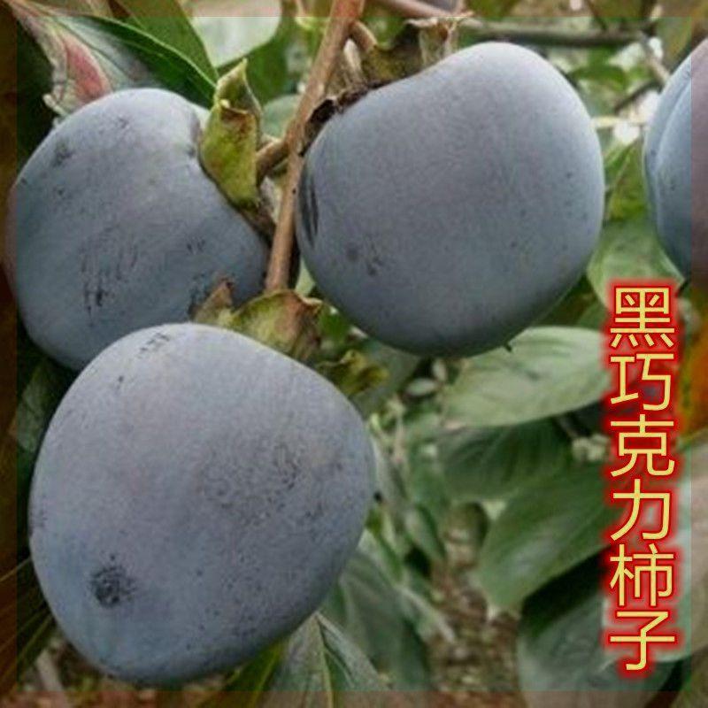 黑巧克力柿子嫁接果树苗南