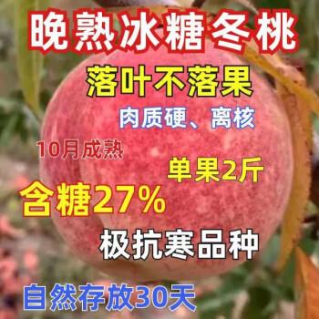 嫁接晚熟新品雪桃中华冬桃二号树苗锦绣黄桃树苗南北方种植果树苗