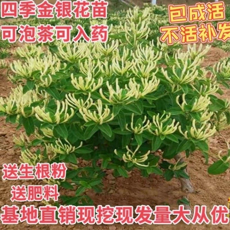 金银花树苗四季金银花苗盆栽地载阳台庭院可泡茶可入药南北方均可,农用物资,果树种子/种苗,淘宝优惠券,粉丝福利购,淘宝优惠卷