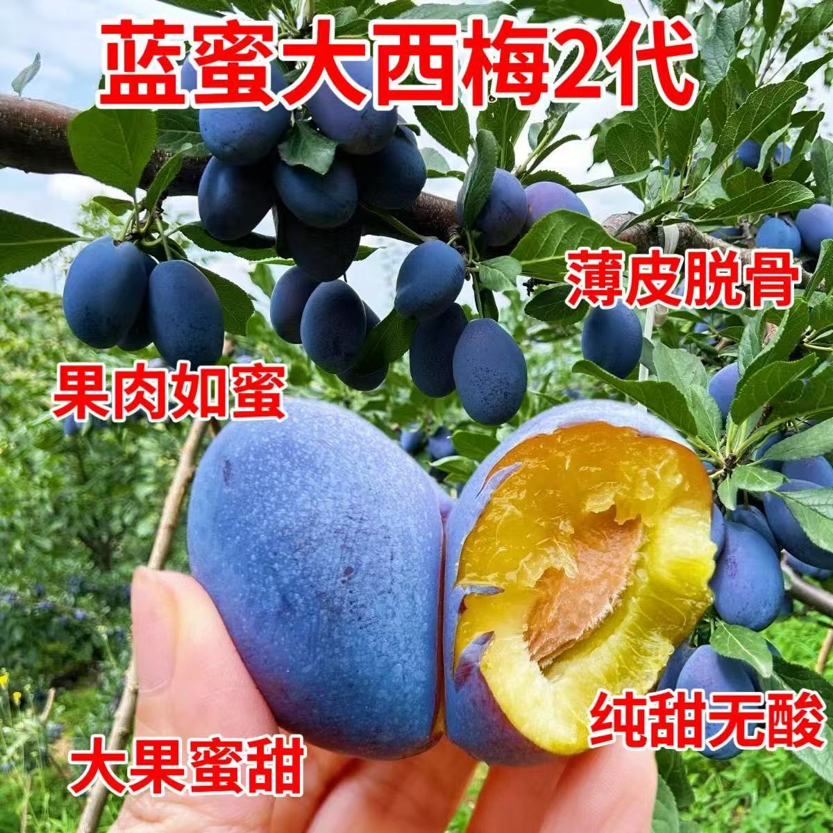 蓝莓大西梅2代果树苗南北方种植果树种子/种苗