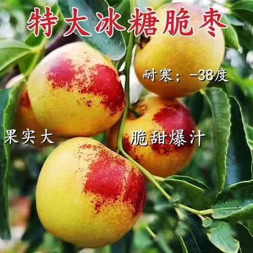 特大冰糖脆枣树苗活苗脆甜冬枣南北方种植盆栽地栽果树苗