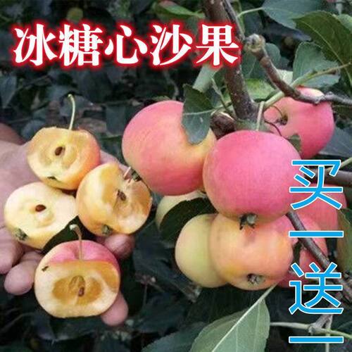 沙果树苗小苹果花红糖心