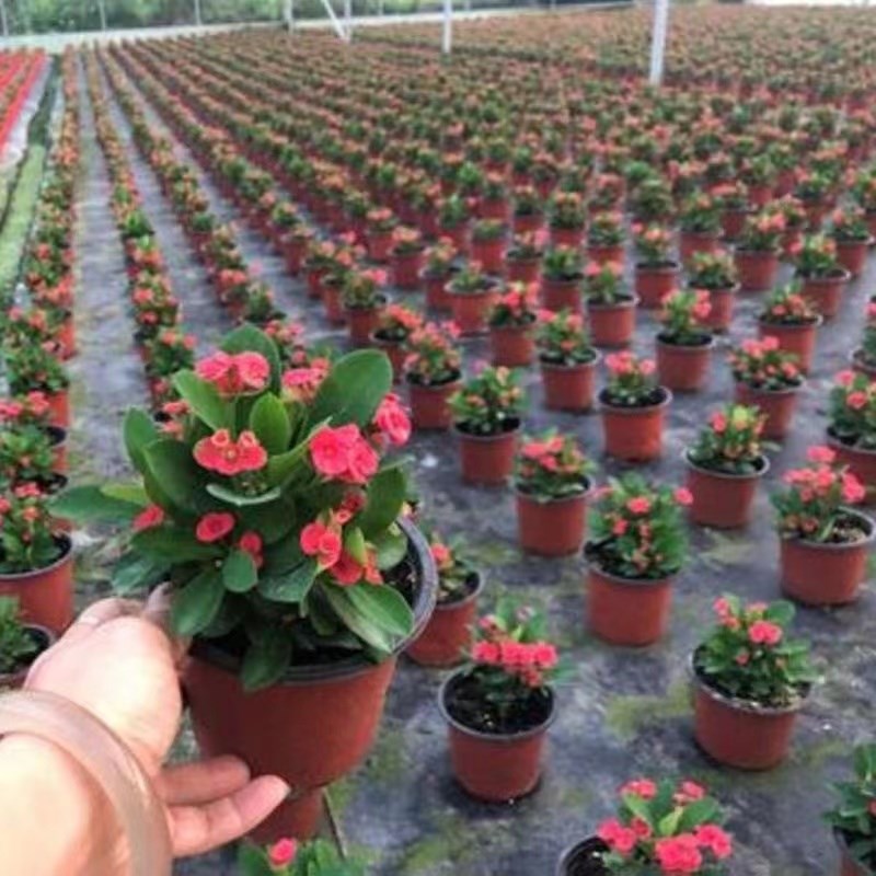 【带花】虎刺梅盆栽室内阳台四季开花植物铁海棠盆栽好养易活花卉