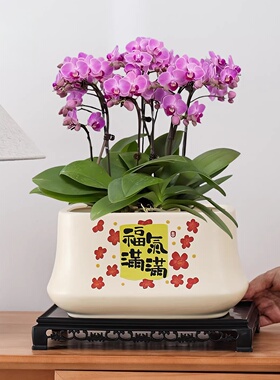 陶瓷花盆家用喜庆年宵花红色简约客厅桌面蝴蝶兰绿萝耐用花盆特价