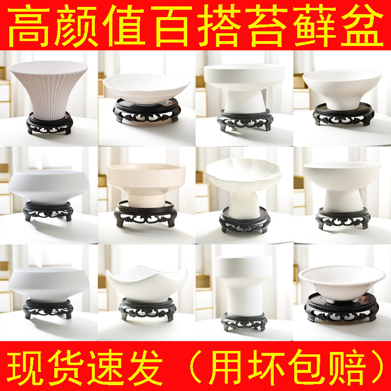 剑山佛手柑苔藓球花盆米竹水培托盘菖蒲盆景蕨类桌面器皿清仓捡漏