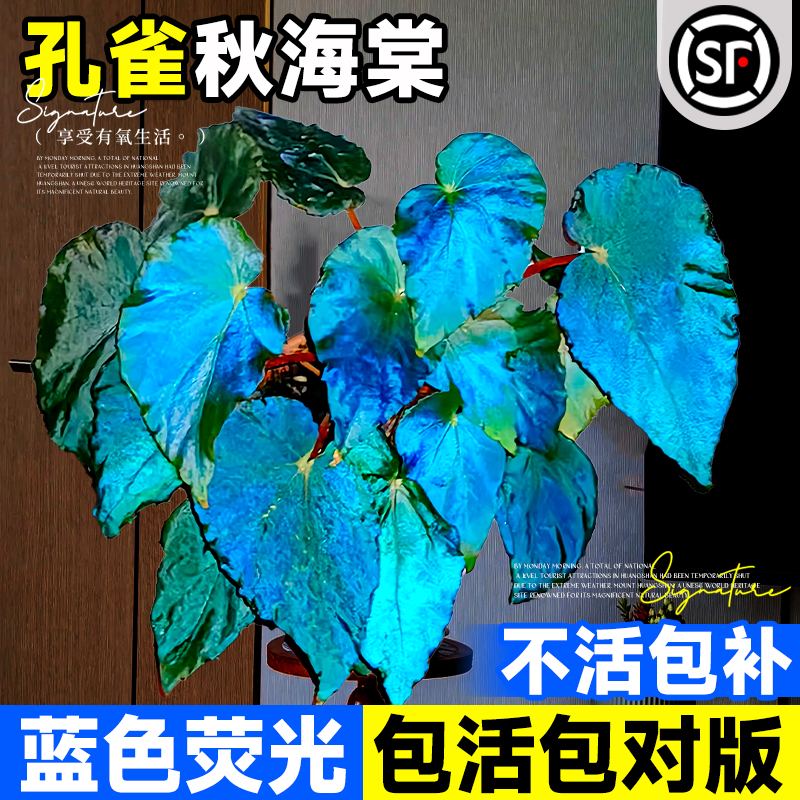 极速孔雀秋海棠盆栽滇缅星空室内绿植办I公室阳台蓝植物小盆栽四