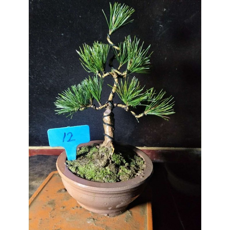 速发Five-pin pine bonsai stump pneumatic styling black pineU