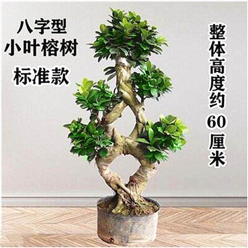 极速摇钱树绿植盆栽小叶榕树盆景树桩 植物M室外阳台S造型榕树金