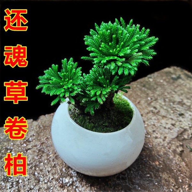 极速新鲜还魂草卷柏见水懒人客厅微型F盆景盆栽桌面绿色植物办公