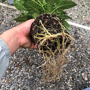 极速晒不死的花 鸟尾花带花苞盆栽 耐高温M暴晒耐热喜阳花卉 阳台