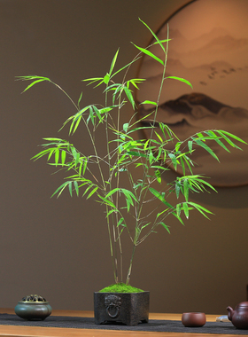 极速精品内门竹盆栽名贵门内竹室内庭院I绿植四季常青好养易活竹