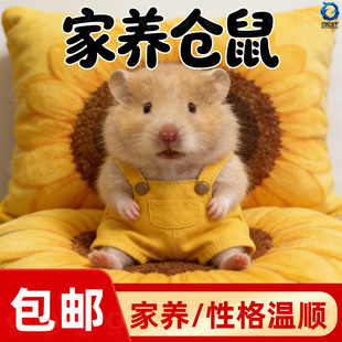 宠物小仓鼠活物家养金丝熊活体三线银狐布丁公婆奶茶可选公母