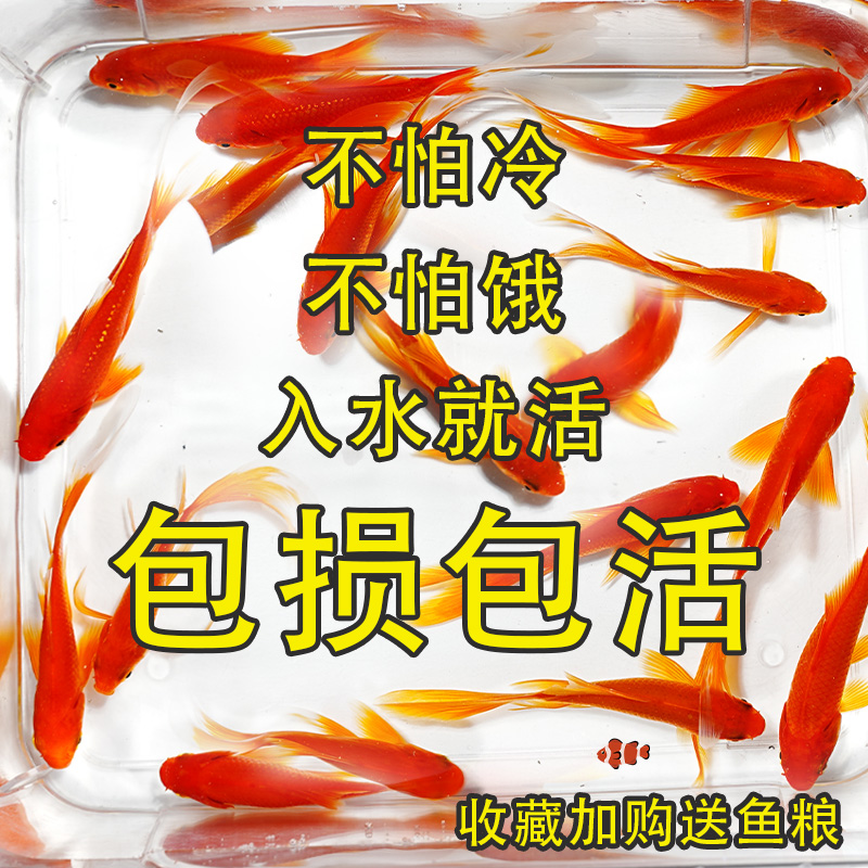 金鱼活鱼鱼苗观赏鱼冷水鱼小型淡水好养耐活草金鱼新手闯缸饲料鱼