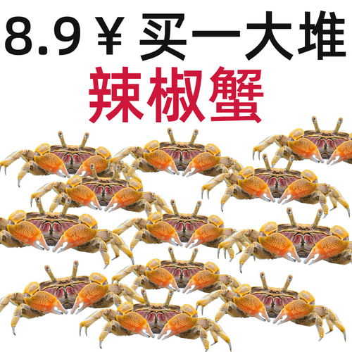 小螃蟹观赏蟹宠物螃蟹淡水鱼缸除藻爬宠吃粪便清洁工具深水辣椒蟹