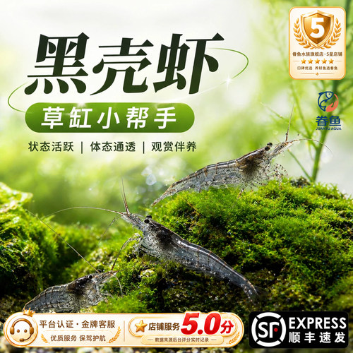 黑壳虾除藻草虾观赏虾工具清洁虾饲料虾活体水族箱鱼缸造景冷水虾