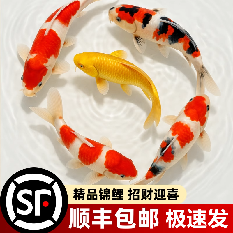 顺丰锦鲤鱼观赏鱼活鱼冷水鱼金鱼懒人鱼淡水好养耐活耐活鱼大鱼缸