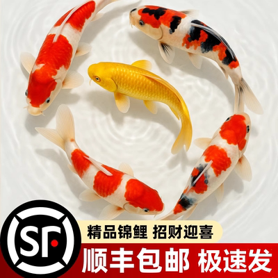 顺丰锦鲤鱼观赏鱼招财鱼活鱼冷水鱼金鱼懒人鱼淡水好养耐活风水鱼