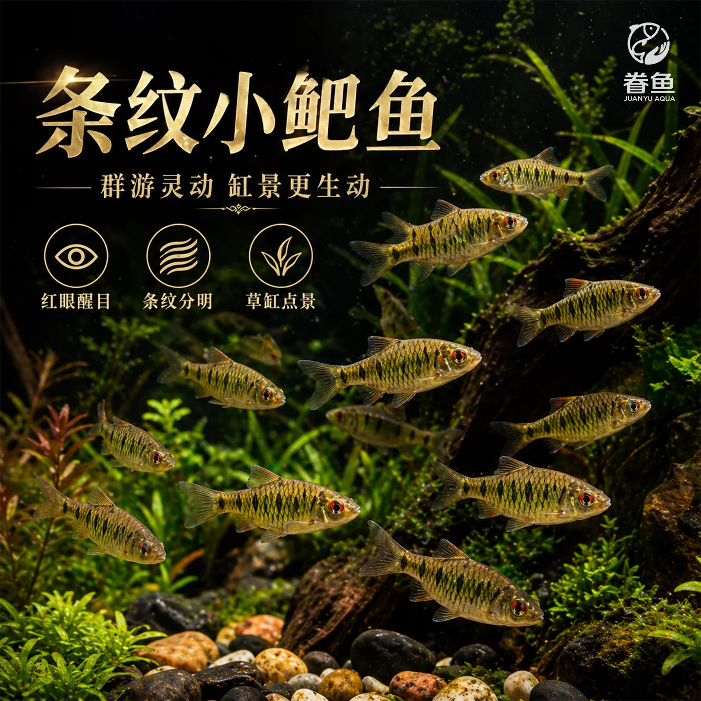 中国斗鱼伴侣条纹小鲃活体吃青苔耐寒冷水原生鱼溪流鱼群游观赏鱼