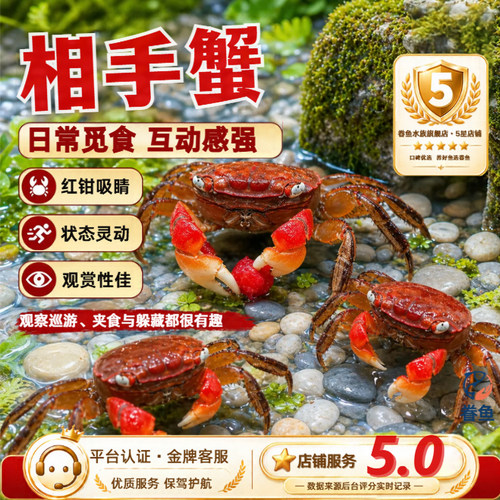 红鳌相手蟹宠物小螃蟹活体爬宠鱼缸观赏蟹深水蟹原生淡水蟹将军蟹