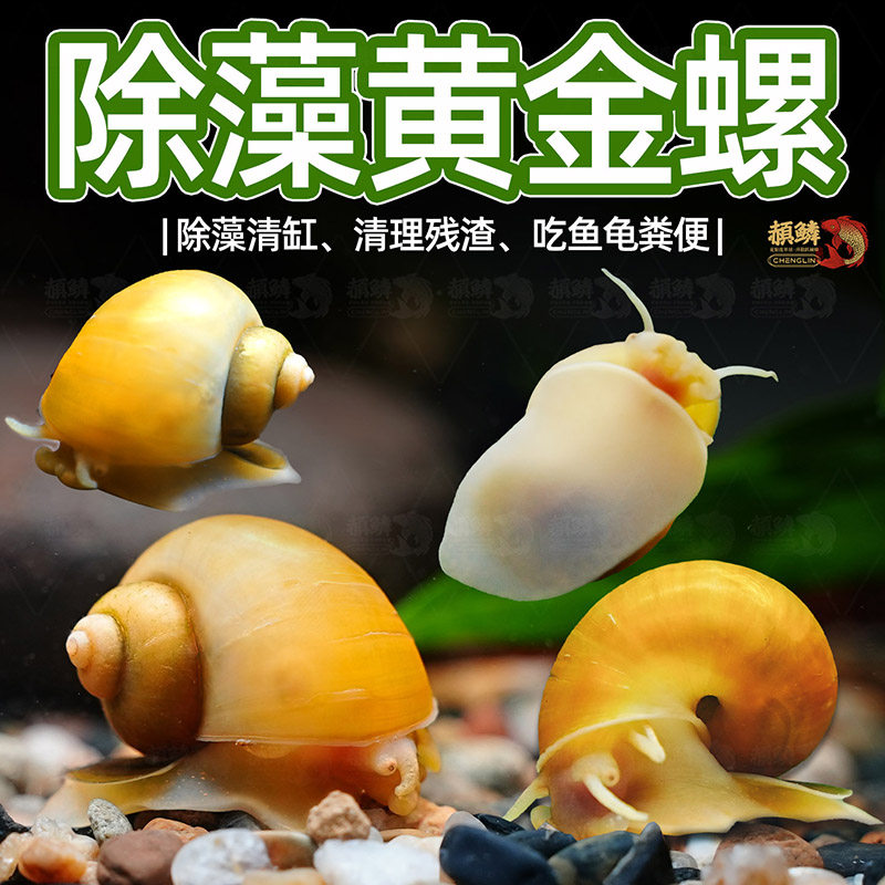 黄金螺观赏螺黑金刚彩蛋螺神秘黄金斑马洋葱清洁除藻工具螺活体螺