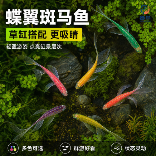 蝶翼斑马鱼长尾长鳍大帆热带鱼观赏鱼龙凤小型淡水好养小活鱼