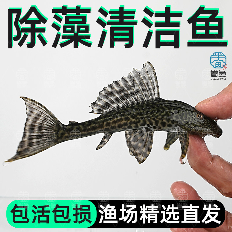 鱼场直销清道夫女王豹纹清洁工大鱼