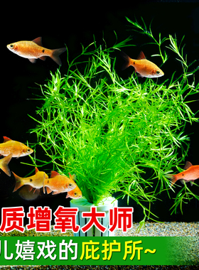 印度竹节草好养易养水草槐叶萍绿菊懒人阴性繁殖观赏漂浮浮萍草缸