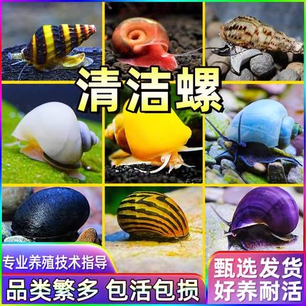 观赏螺苹果螺黑金刚彩蛋螺神秘黄金斑马洋葱清洁除藻工具螺活体螺