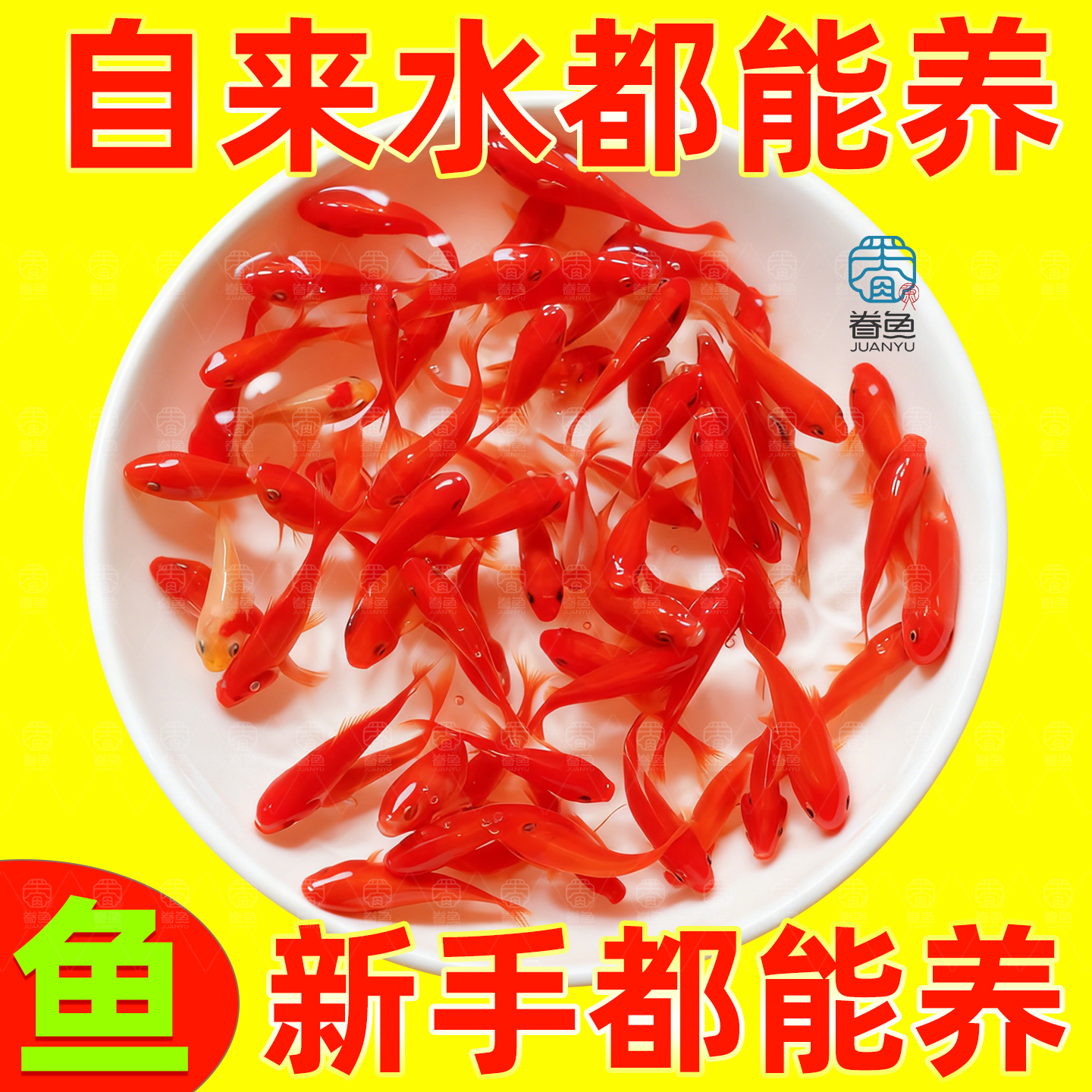 观赏鱼小金鱼草金鱼爆缸小鱼冷水鱼淡水鱼苗小型锦鲤淡水金鱼活鱼