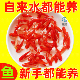 观赏鱼小金鱼草金鱼爆缸小鱼冷水鱼淡水鱼苗小型锦鲤淡水金鱼活鱼