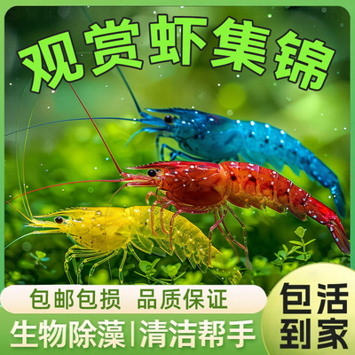 观赏虾活体宠物工具虾淡水除藻虾樱花虾极火虾黄金米虾水晶虾套餐