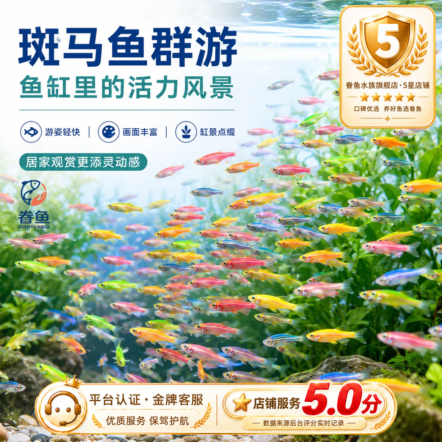 灯科鱼斑马鱼活体冷淡水新练手好养红绿宝莲灯小型热带观赏金鱼苗