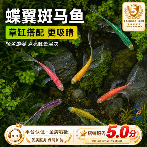 蝶翼斑马鱼长尾长鳍大帆热带鱼观赏鱼龙凤小型淡水好养小活鱼
